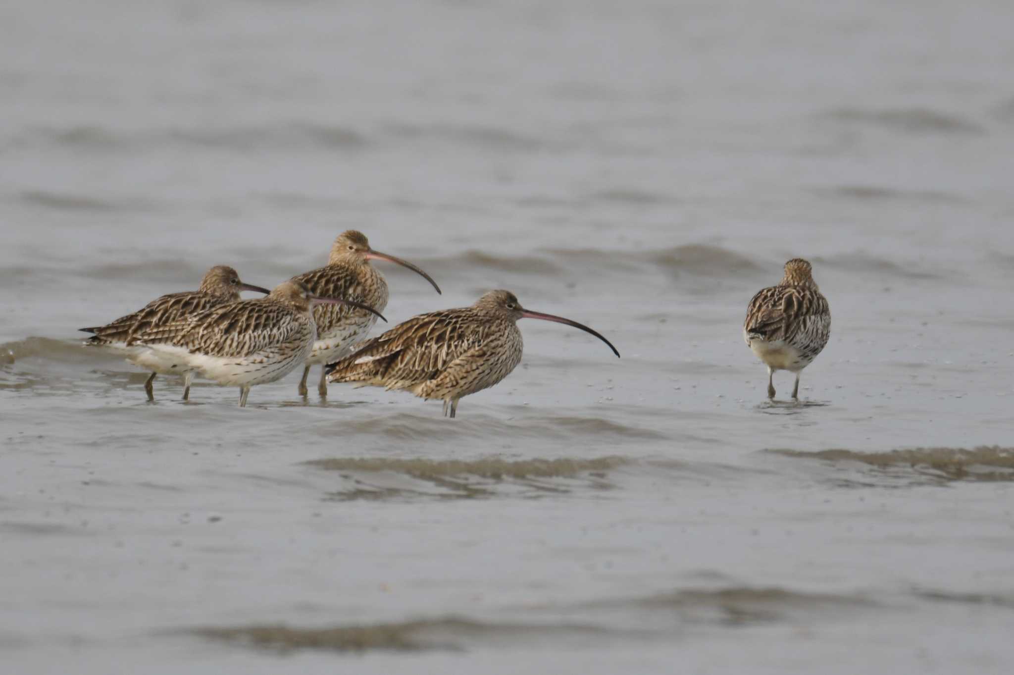 Far Eastern Curlew