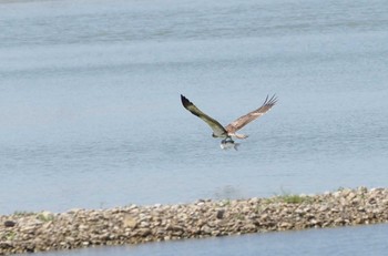 Osprey 加古大池 Sun, 9/17/2023