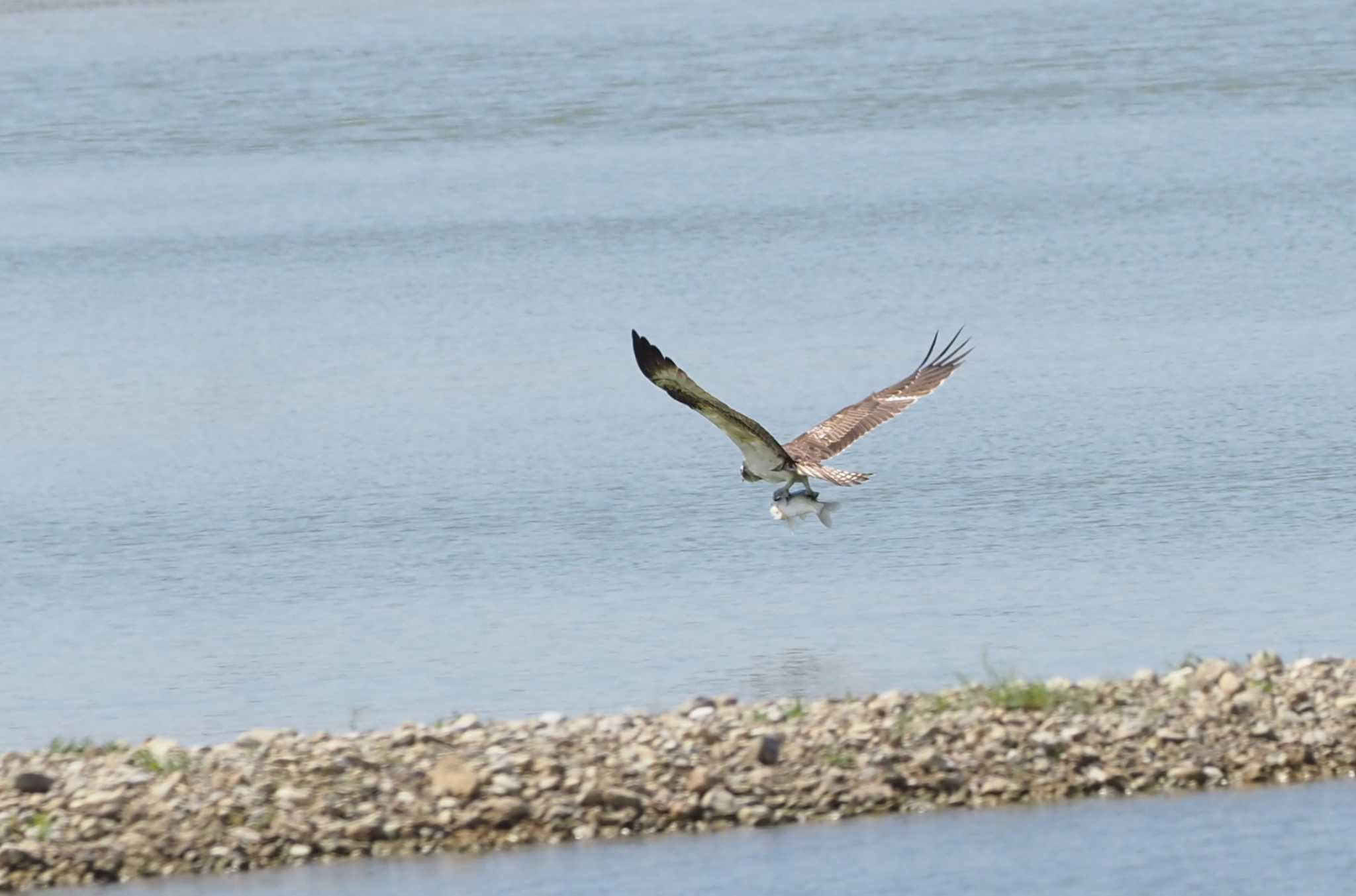 Photo of Osprey at 加古大池 by 高石良子