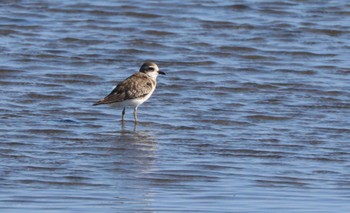 2023年9月16日(土) 三河海岸の野鳥観察記録