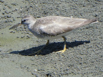 Grey-tailed Tattler 多摩川河口 Sun, 9/9/2018