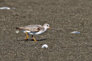 Terek Sandpiper Sambanze Tideland Sun, 9/10/2023