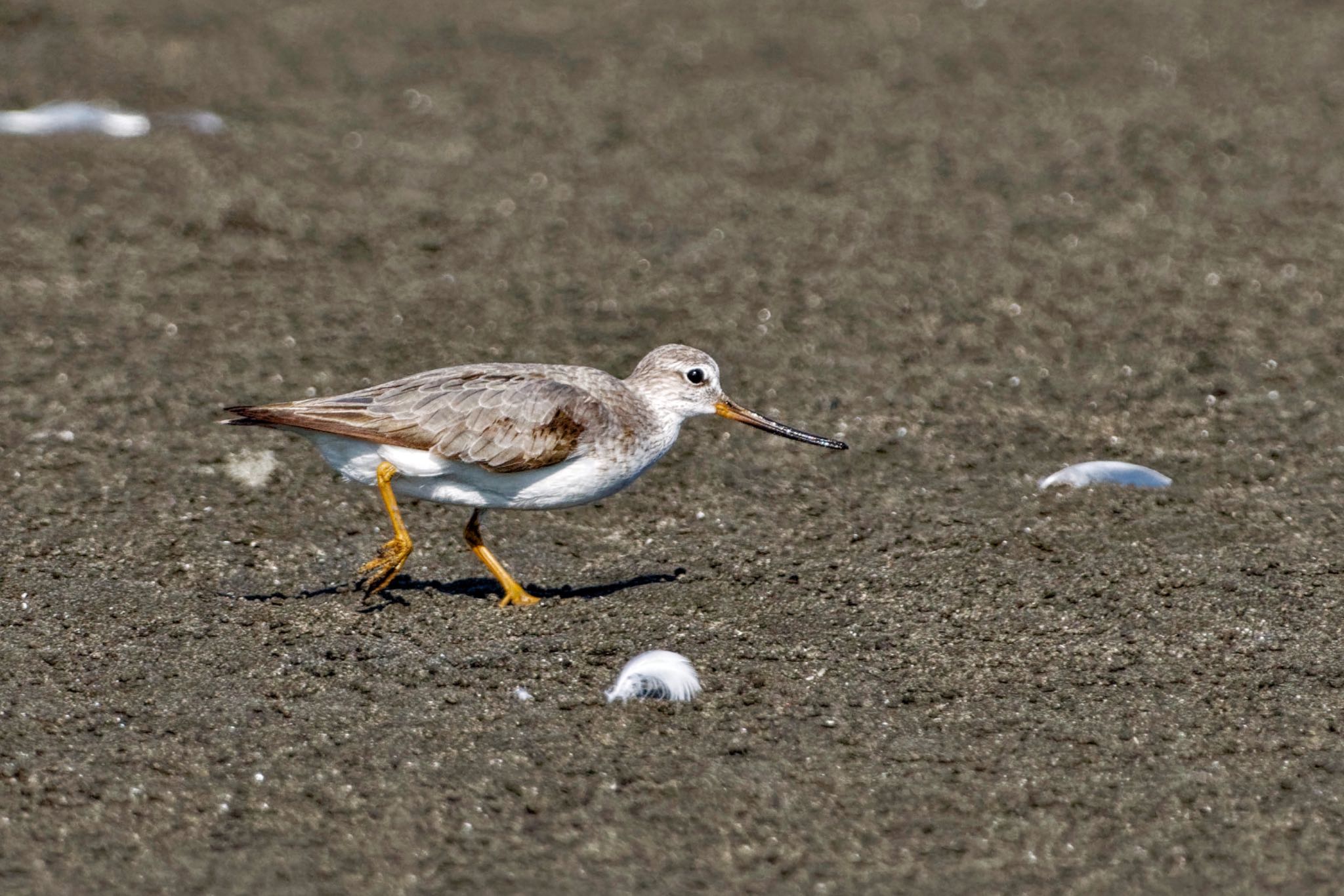 Terek Sandpiper