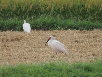 Crested Ibis 佐渡ヶ島 Sat, 9/16/2023