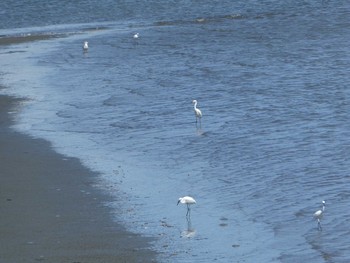 2018年9月9日(日) 多摩川河口の野鳥観察記録