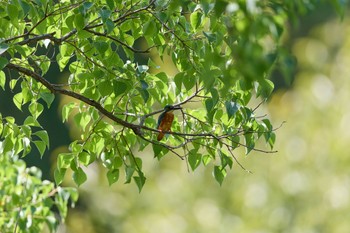 2023年9月18日(月) 大阪の野鳥観察記録