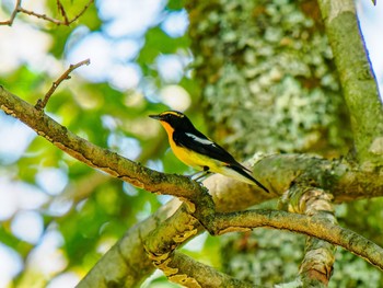 Narcissus Flycatcher 南阿蘇ビジターセンター Sat, 9/16/2023