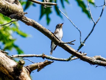 Asian Brown Flycatcher 南阿蘇ビジターセンター Sat, 9/16/2023