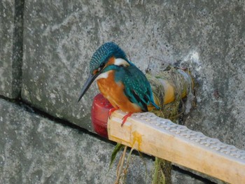 カワセミ 平和の森公園、妙正寺川 2023年9月18日(月)