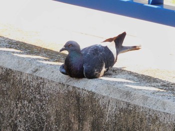 カワラバト 平和の森公園、妙正寺川 2023年9月18日(月)