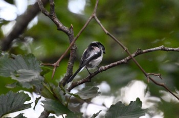 Long-tailed Tit 赤城山 Sun, 9/17/2023