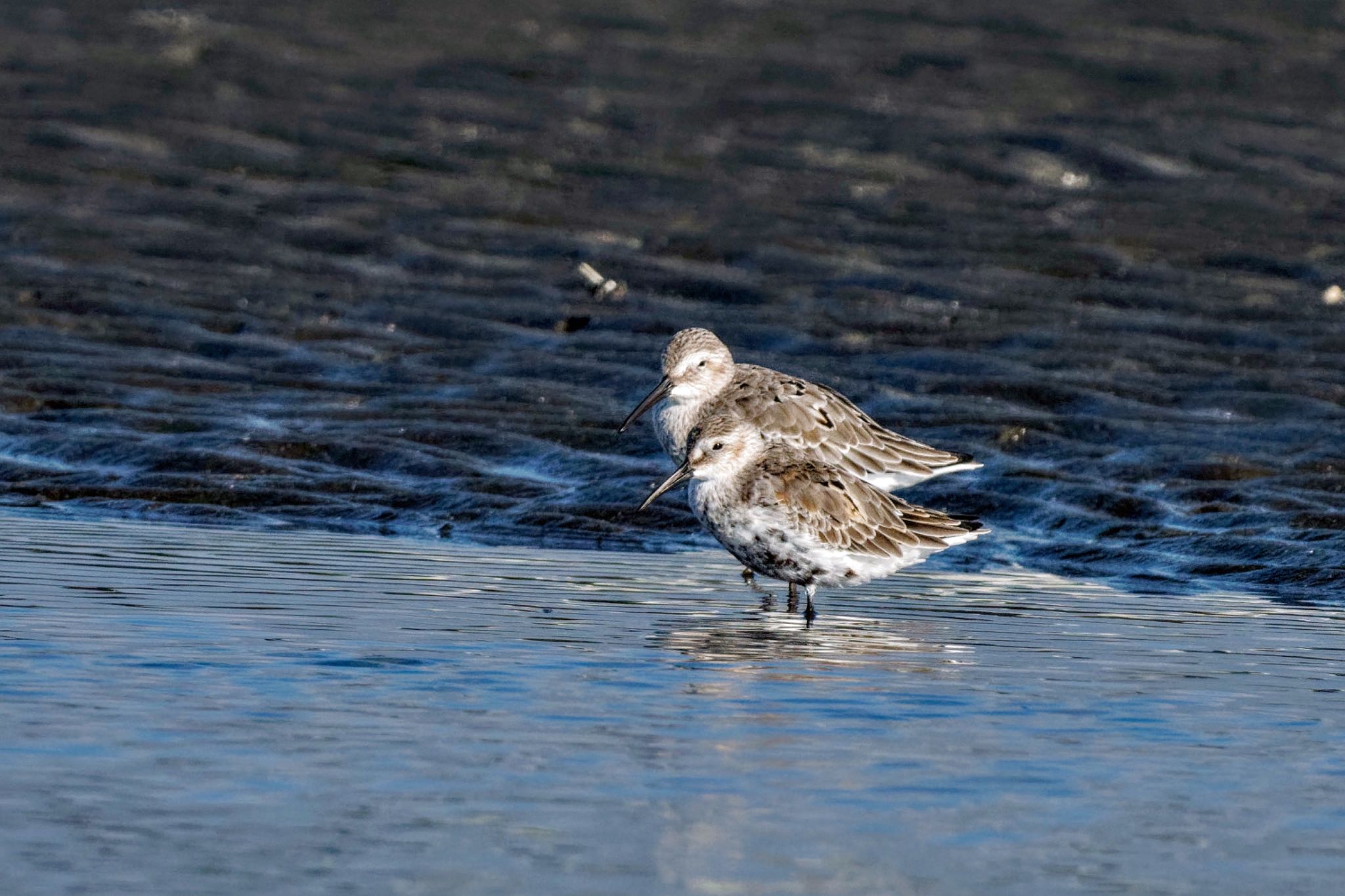 Dunlin