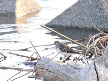 Common Sandpiper 多摩川河口 Mon, 9/18/2023