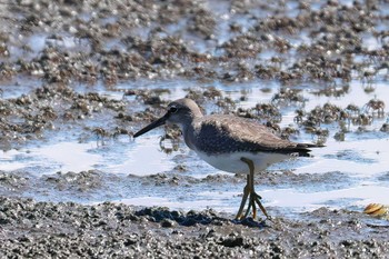 キアシシギ ふなばし三番瀬海浜公園 2023年9月14日(木)