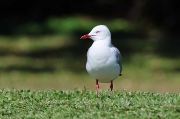 Thu, 8/17/2023 Birding report at Esplanade(Cairns)