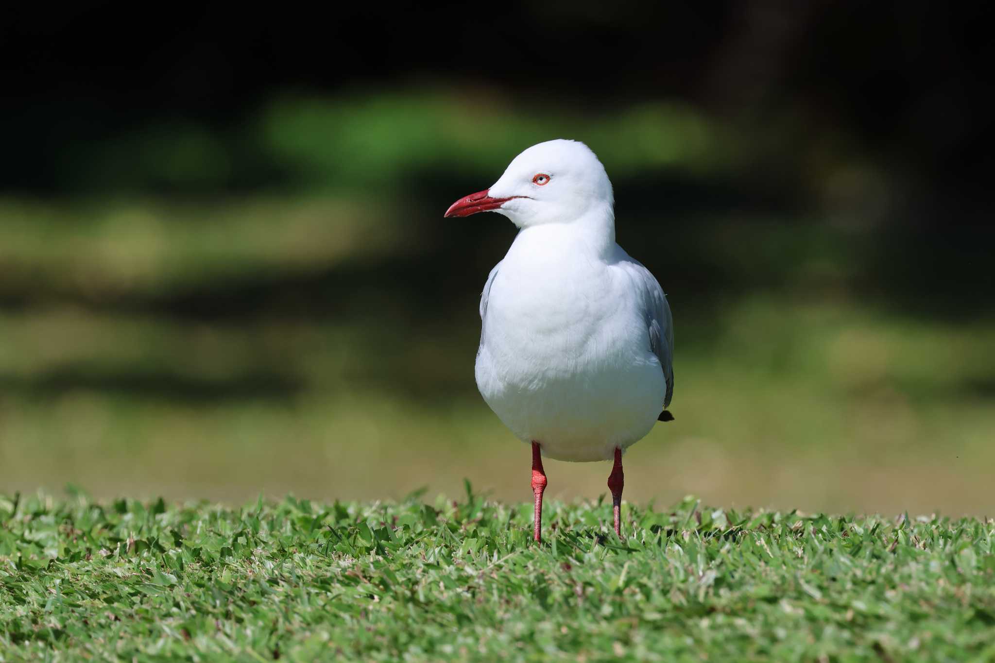 ギンカモメ