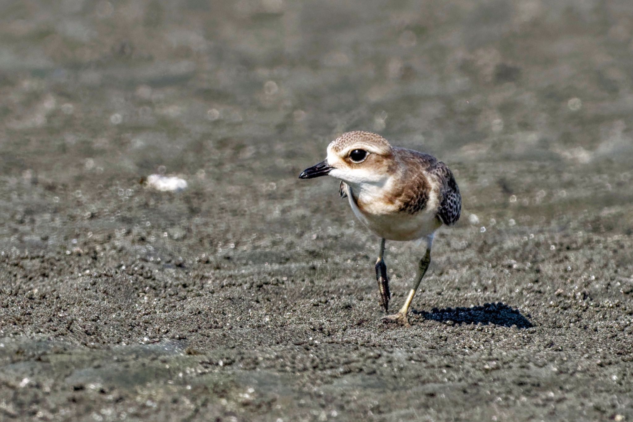 Siberian Sand Plover