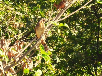 Mon, 9/18/2023 Birding report at Minuma Rice Field