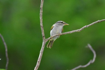 Eastern Crowned Warbler 油山片江展望台 Mon, 9/18/2023