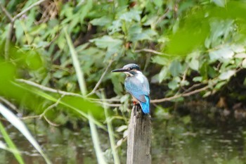 Common Kingfisher 赤羽自然観察公園 Sat, 9/16/2023