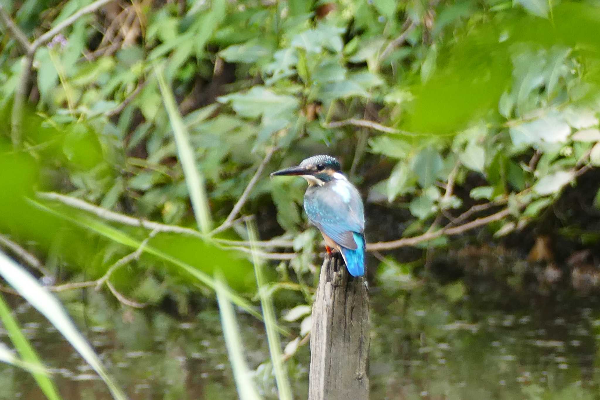 Photo of Common Kingfisher at 赤羽自然観察公園 by アカウント5509