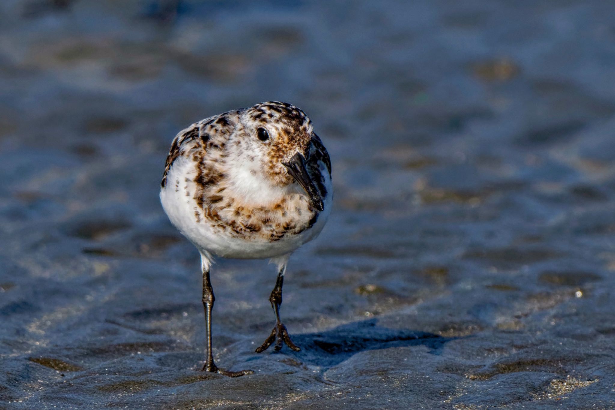 Sanderling