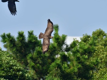 ノスリ 東京港野鳥公園 2023年9月16日(土)