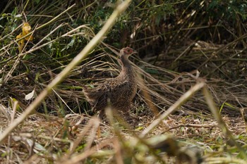 Common Pheasant Unknown Spots Sat, 9/16/2023