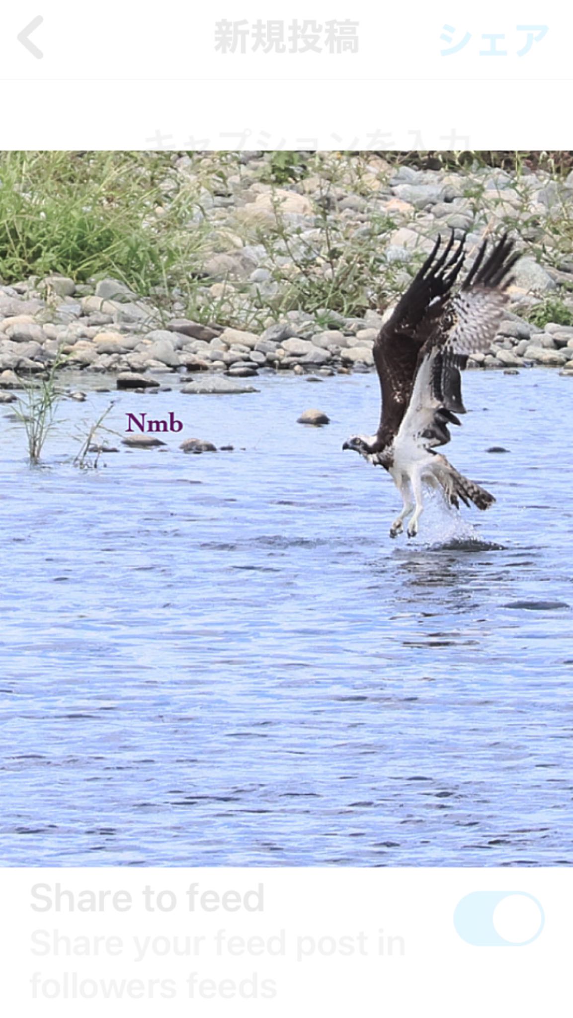 Photo of Osprey at  by soul.number.358
