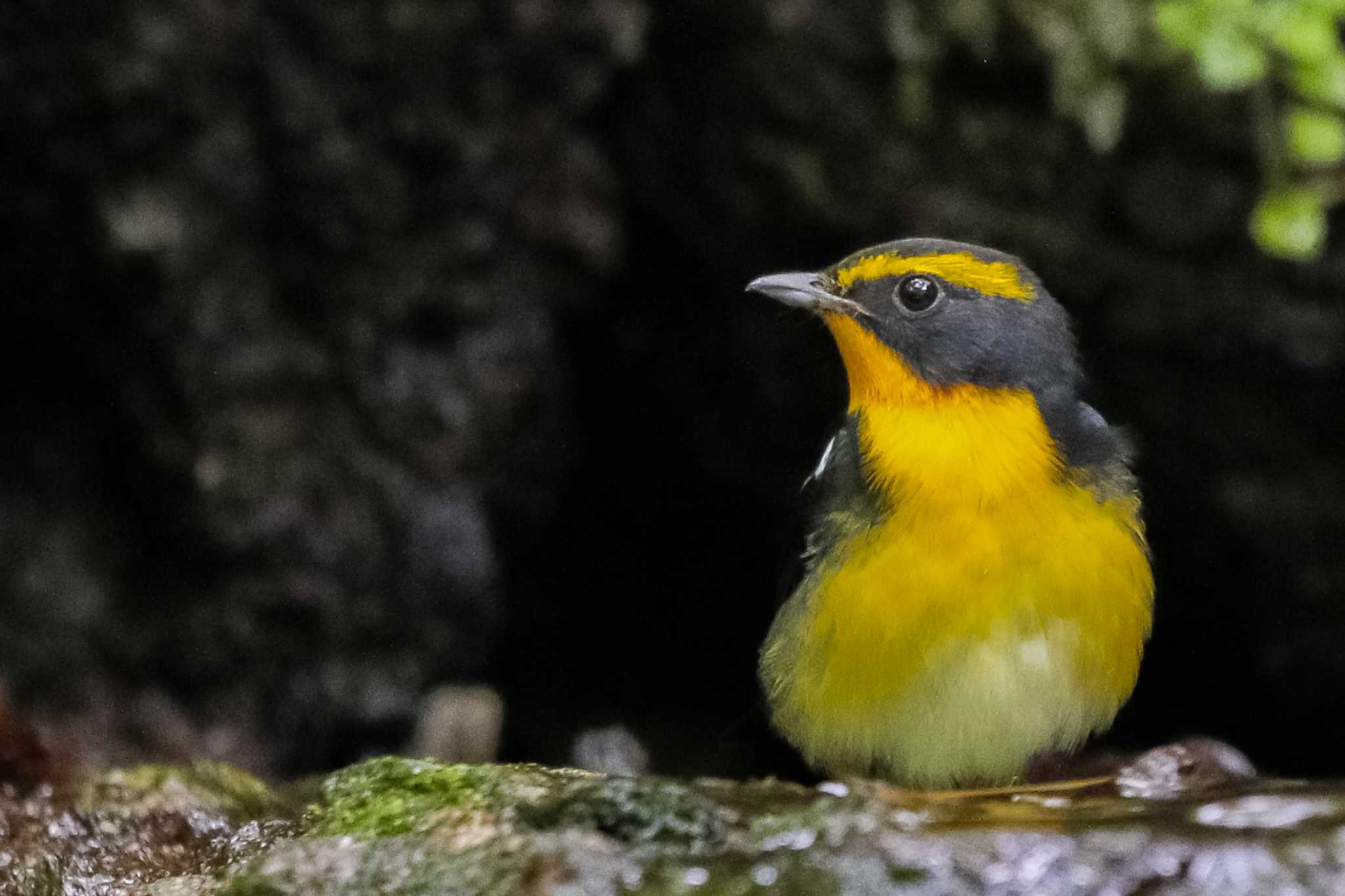 Photo of Narcissus Flycatcher at 大洞の水場 by Yacyou_photo