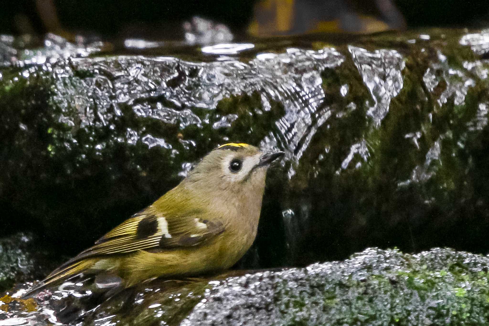 Photo of Goldcrest at 大洞の水場 by Yacyou_photo