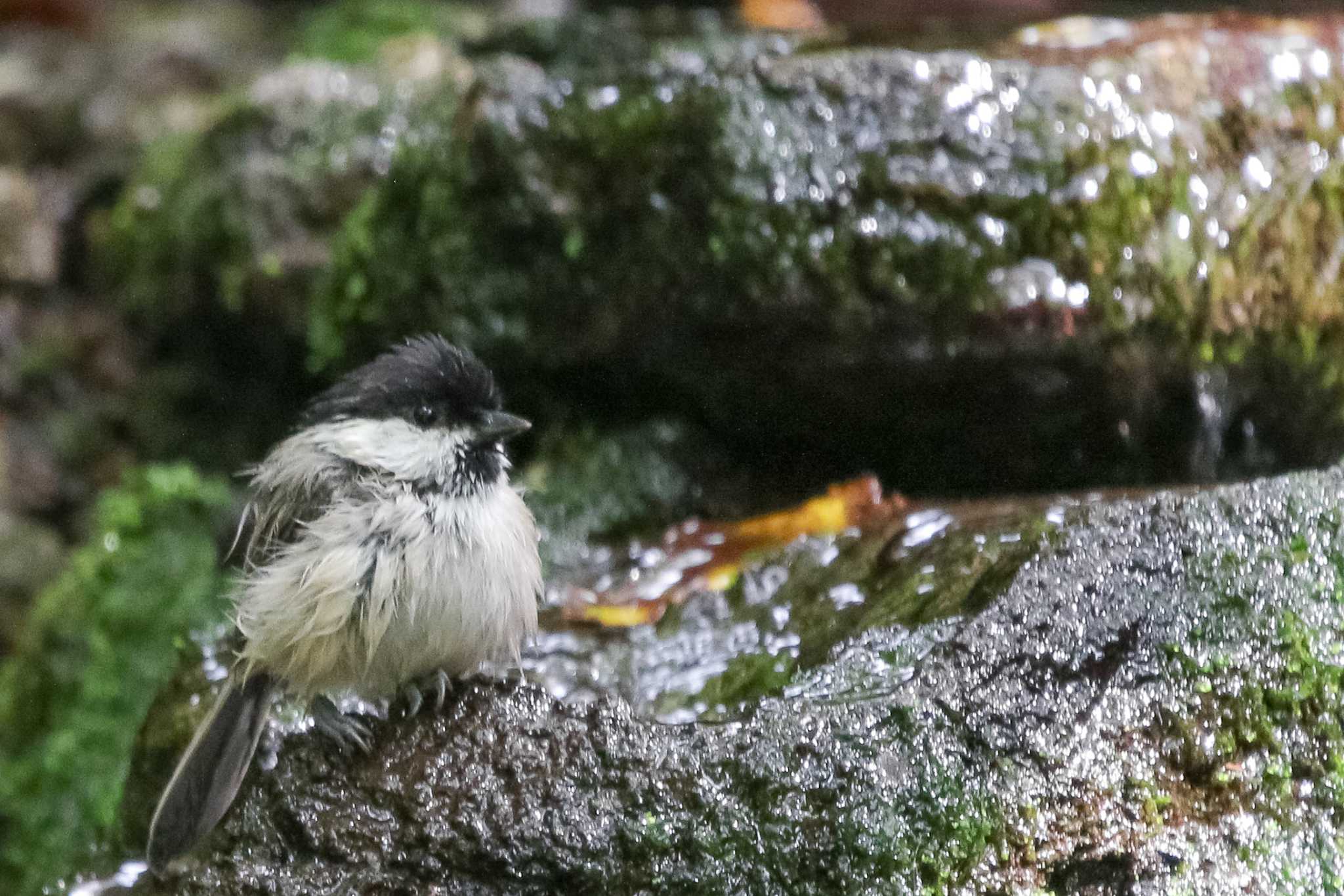 Photo of Willow Tit at 大洞の水場 by Yacyou_photo