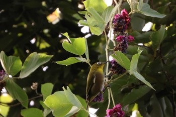 Warbling White-eye 牧野ヶ池緑地 Mon, 9/18/2023