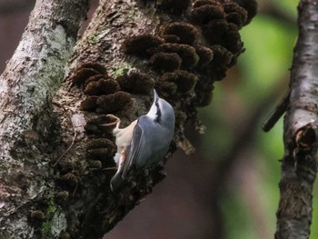 Mon, 9/18/2023 Birding report at Nishioka Park