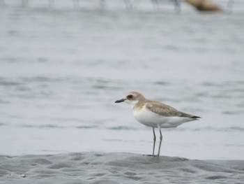 Greater Sand Plover Sambanze Tideland Sat, 9/16/2023