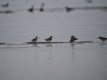 ソリハシシギ ふなばし三番瀬海浜公園 2023年9月9日(土)