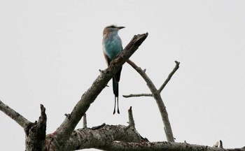 Racket-tailed Roller