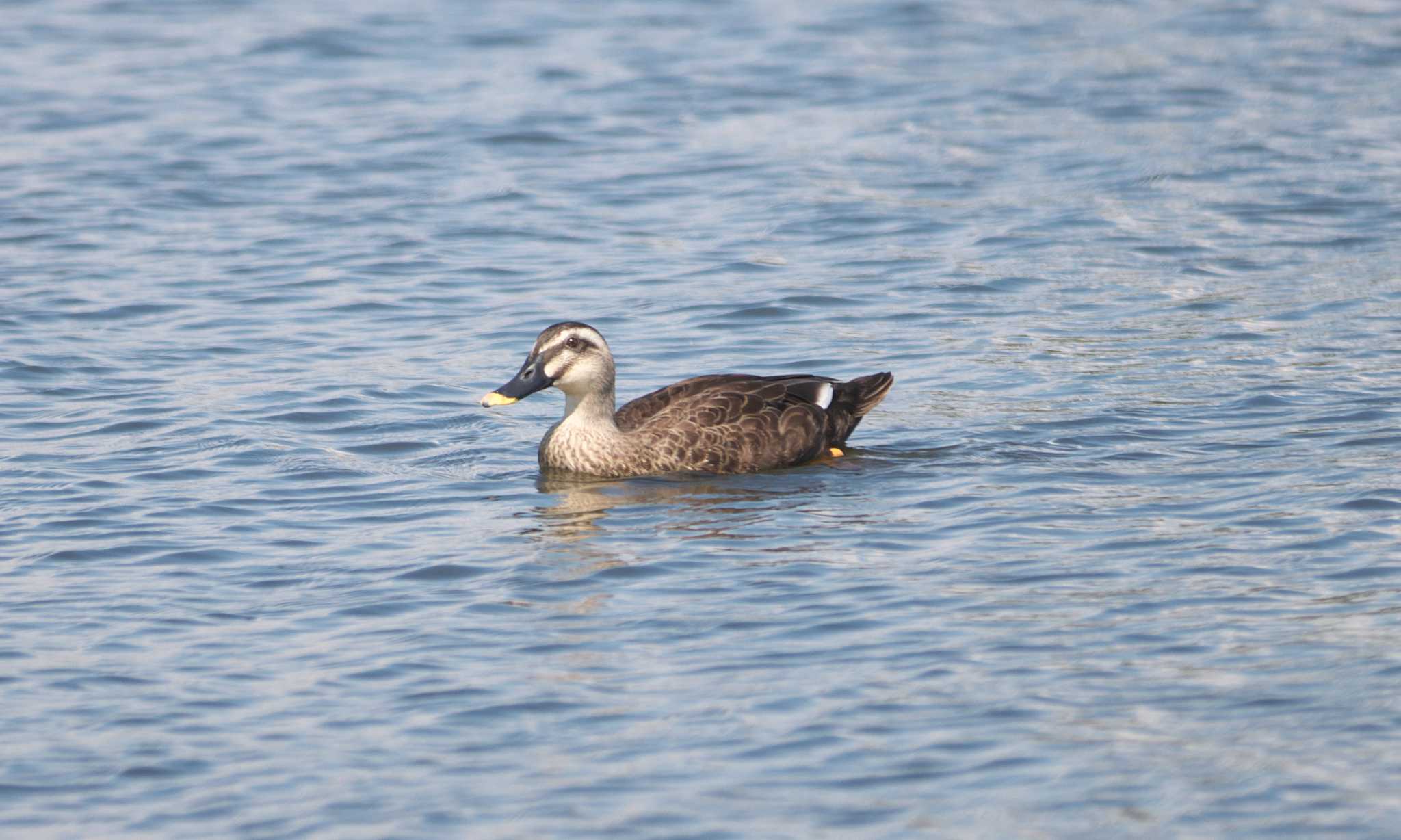 Photo of Eastern Spot-billed Duck at 牛久沼水辺公園 by あっくん