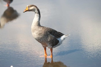 ガチョウ 牛久沼水辺公園 2023年9月17日(日)