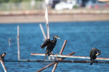 カワウ 牛久沼水辺公園 2023年9月17日(日)