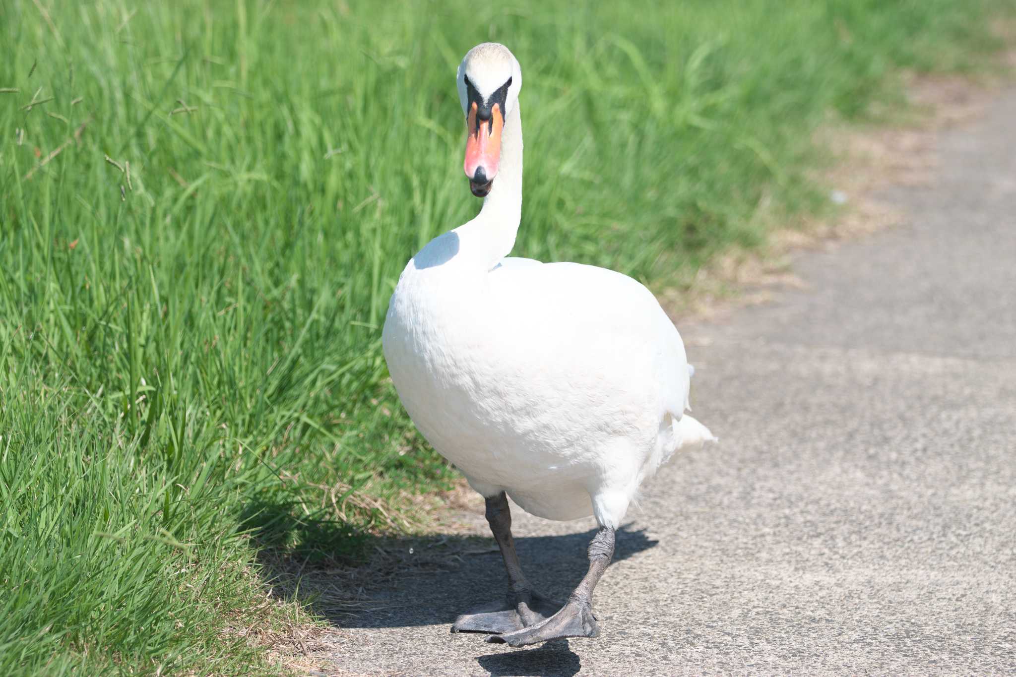 Photo of Mute Swan at 牛久沼水辺公園 by あっくん