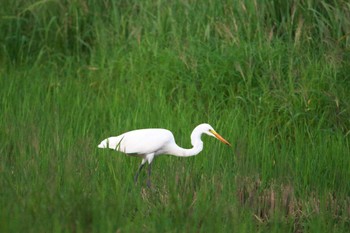 Medium Egret Unknown Spots Sun, 9/17/2023