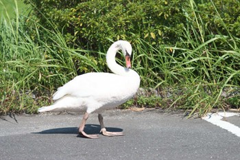 コブハクチョウ 牛久沼水辺公園 2023年9月17日(日)