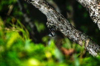 ゴジュウカラ 尻羽岬 2023年9月3日(日)