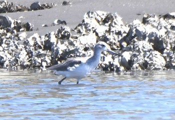 ソリハシシギ 葛西臨海公園 2023年9月13日(水)