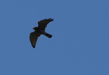 Grey-faced Buzzard Shirakaba-touge Sun, 9/17/2023