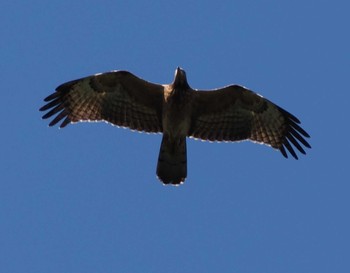 Crested Honey Buzzard Shirakaba-touge Sun, 9/17/2023