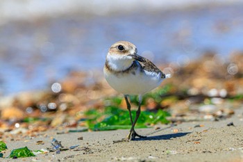 オオメダイチドリ 魚住海岸 2023年9月5日(火)