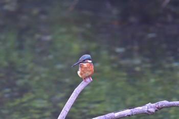 Common Kingfisher Nagahama Park Tue, 9/19/2023