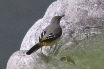 2018年9月10日(月) 阿蘇神社付近の多摩川の野鳥観察記録